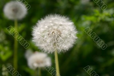 white dandelion