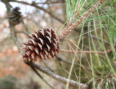Single Pine Cone