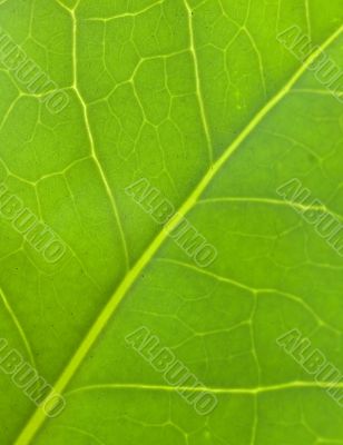 Leaf texture background