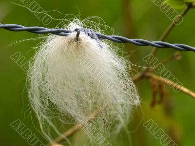 barbed wire
