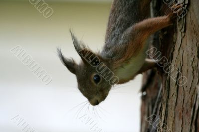 Squirrel