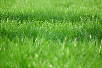 Green grass