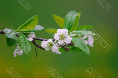 Beautiful cherry`s white blossoms