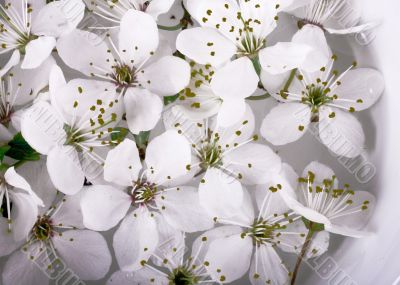 sakura