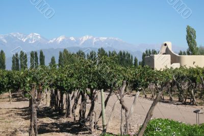 vineyard Mendoza