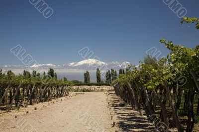 wine landscape