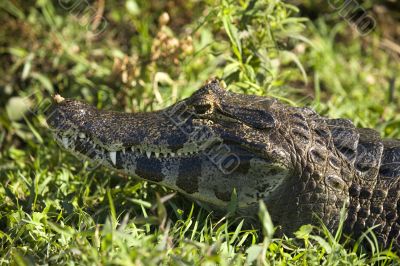 crocodile with closed mouth