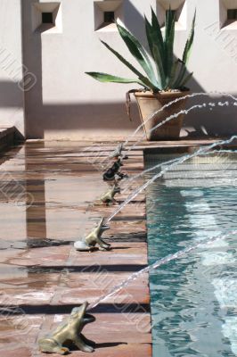 water frogs