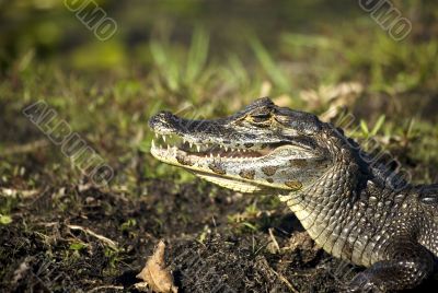 crocodile with open mouth