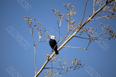 white headed marsh Tyrant