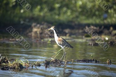 blue heron in argentina