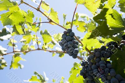 blue grapes