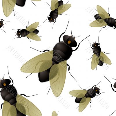 fly