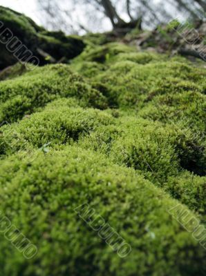 Moss.