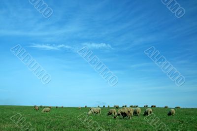 sheeps background