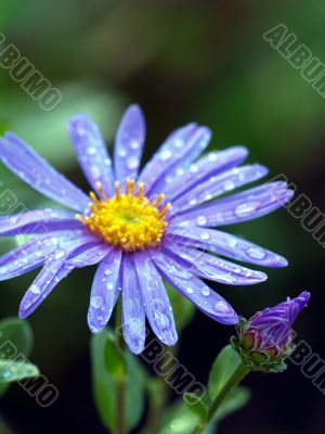 aster