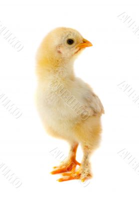 Small chicken