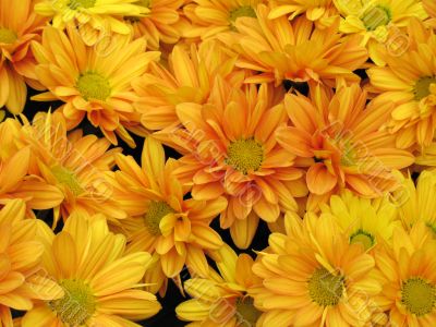 Chrysanthemums