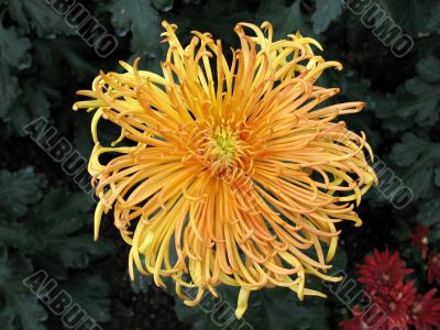 Chrysanthemums