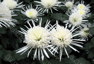 Chrysanthemums