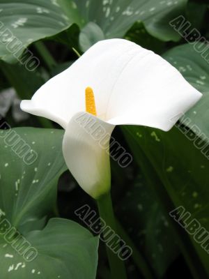 Calla-lily