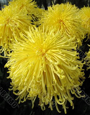 Chrysanthemums
