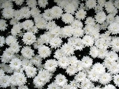 Chrysanthemums
