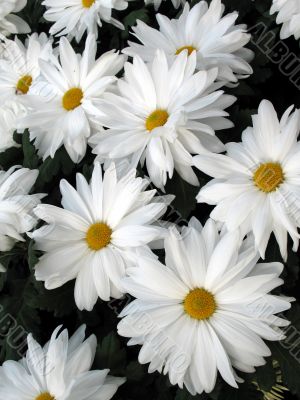 Chrysanthemums