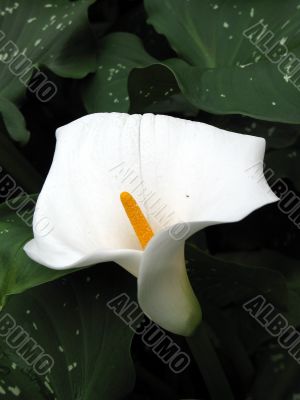 Calla-lily