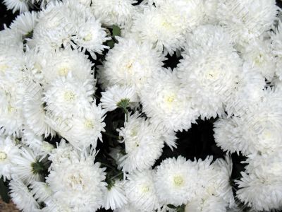 Chrysanthemums