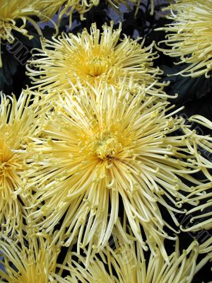 Chrysanthemums