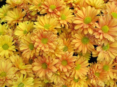 Chrysanthemums