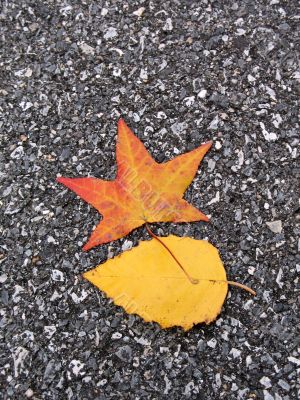 Leaves in fall