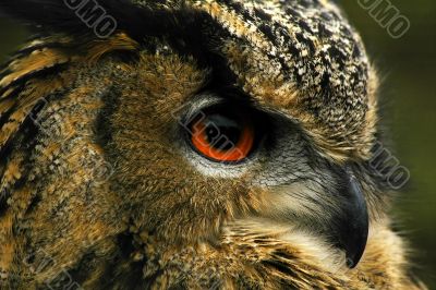 eagle owl