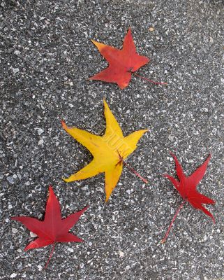 Leaves in fall