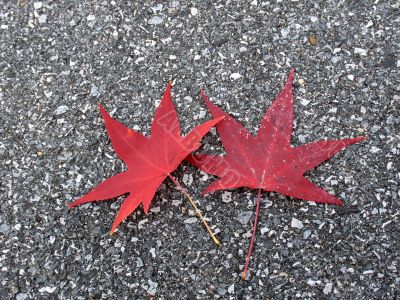 Leaves in fall