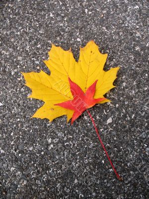 Leaves in fall