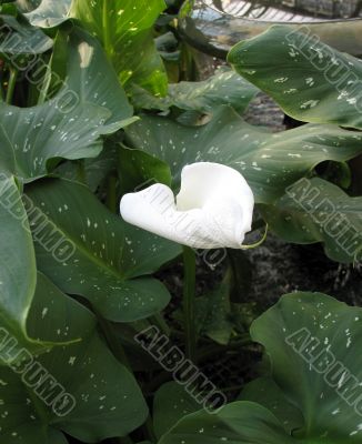 Calla-lily