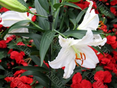 Lily in a garden