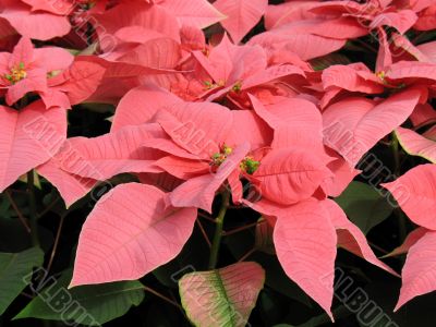 Poinsettia