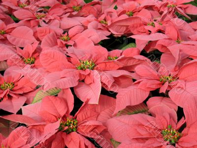 Poinsettia