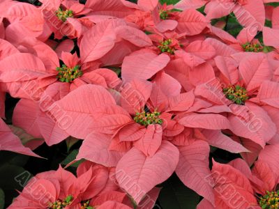 Poinsettia