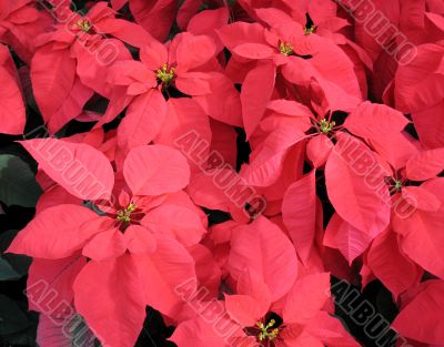 Poinsettia