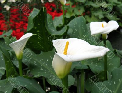 Calla-lily