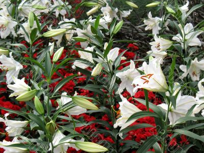 Lily in a garden