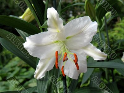 Lily in a garden