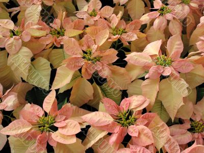Poinsettia