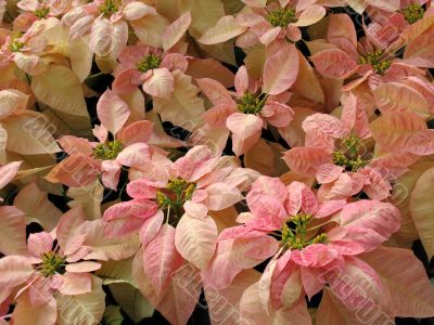 Poinsettia