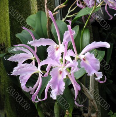 Orchids