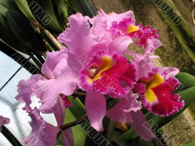Orchids